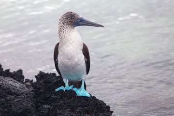 Fototapeta premium Blue-footed Booby, Galapagos