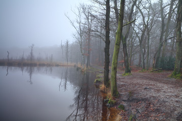 lake in forest and dense fog