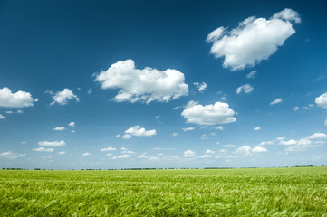 green wheat field and blue sky spring landscape