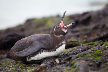 Black and white Galapagos penguin
