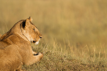 African lion