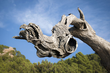 tronco albero forma astratta