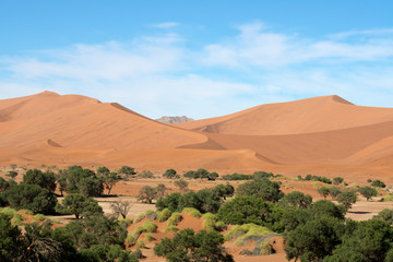 Fototapeta na wymiar Dune Landscape