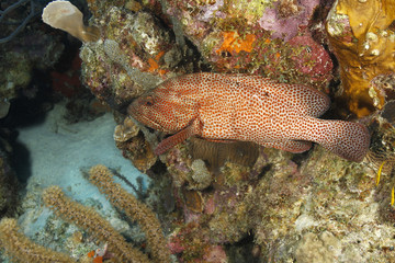 Naklejka na ściany i meble Graysby Swimming on a Coral Reef - Bonaire