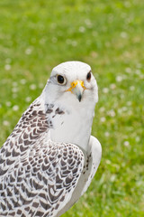 Gyrfalcon