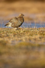Black grouse, Tetrao tetrix