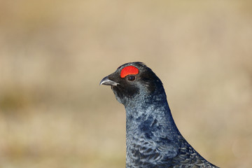 Black grouse, Tetrao tetrix