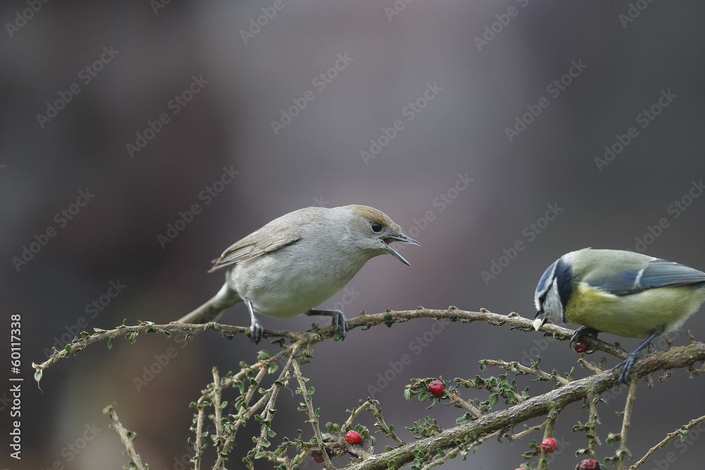 Poster Blackcap, Sylvia atricapilla