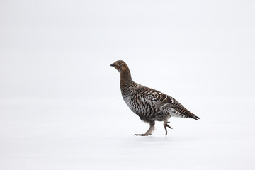 Black grouse, Tetrao tetrix