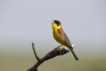 Black-headed bunting, Emberiza melanocephala
