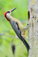 West Indian Woodpecker (Melanerpes superciliaris)