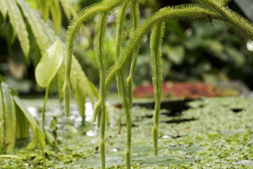 Pond with green water plants