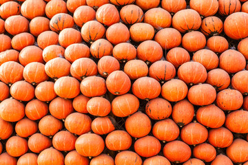 Pile of orange punpkins