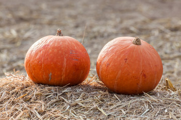 Orange pumpkins on straw