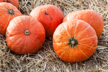 Orange pumpkins on straw