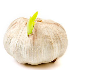 sprout garlic on white background