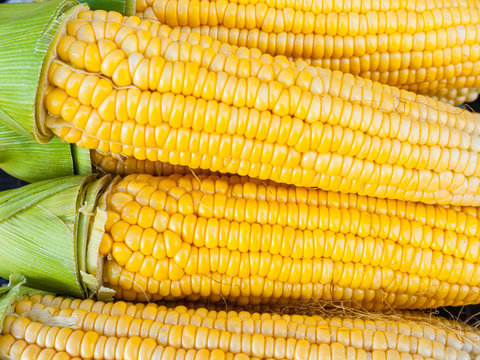 Close-up yellow corn