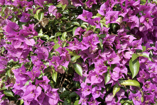 Closeup of a purple bougainvillea