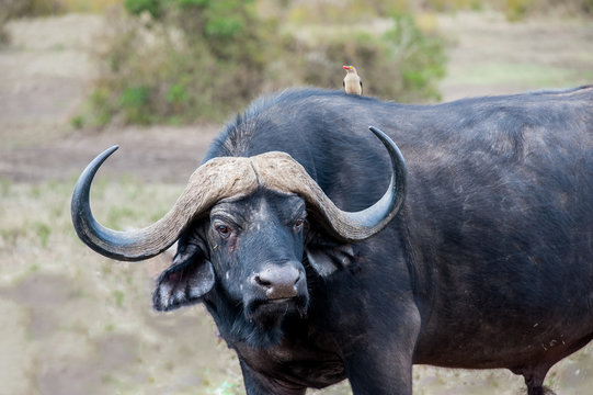 Fototapeta buffalo