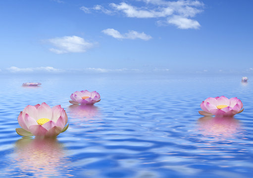 fleurs de lotus rose sur mer calme