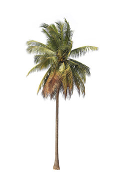Coconut tree isolated on white background