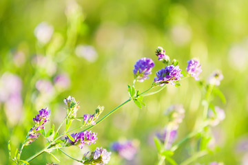 Flowers in field