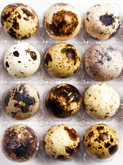 Obraz premium Many small brown spotted quail eggs in a plastic box, closeup.