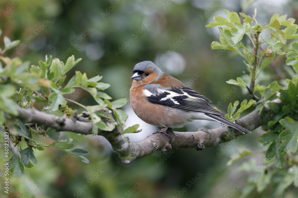 Sticker Chaffinch, Fringilla coelebs