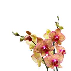 Beautiful pink orchid branch