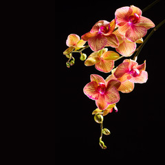 Beautiful pink orchid branch