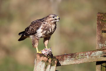 Common buzzard, Buteo buteo