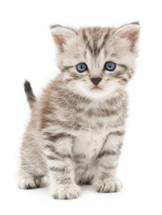 Fototapeta na wymiar Kitten on a white background