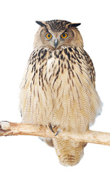 close up of an eagle-owl looking straight at the camera.