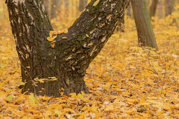 Autumn  forest.