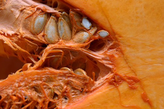 zucca con semi macro