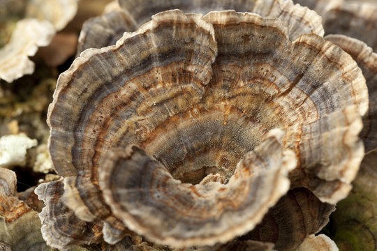 Trametes Versicolor