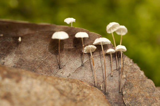 Marasmius rotula
