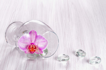 Orchid in a glass on a wooden background