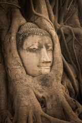 Head of Sandstone Buddha overgrown by tree