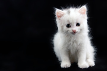 white kitten sitting on a black background