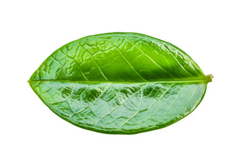 Single leaf of plant isolated on a white background