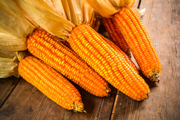 Still life of dried corn place on old wooden