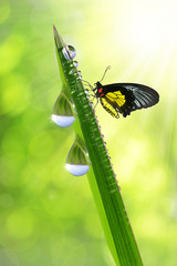 fresh morning dew and butterfly