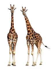 Abwaschbare Fototapete Giraffe Giraffen isoliert