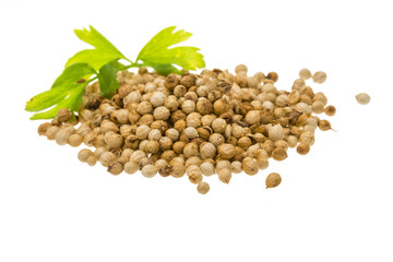 Coriandr seeds