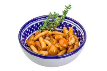 Armillaria