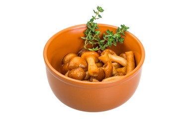 Armillaria