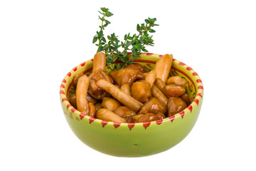 Armillaria