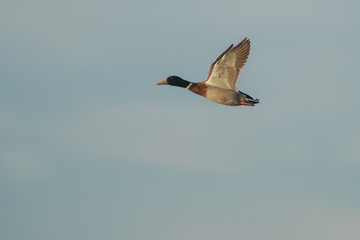 germano reale in volo