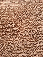 Anemone carpet